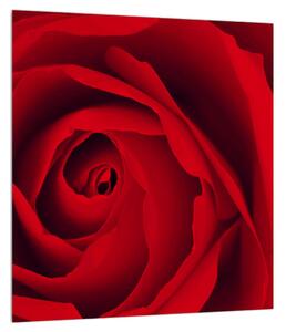 Obraz ruže (30x30 cm)