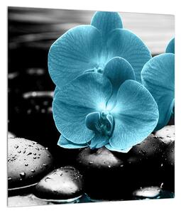 Obraz modrých kvetov orchidee (30x30 cm)