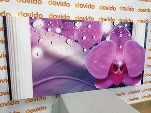 Obraz orchidea pri gréckych stĺpoch