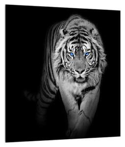 Obraz tigra (30x30 cm)