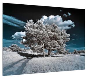 Obraz snehovo bieleho stromu (70x50 cm)
