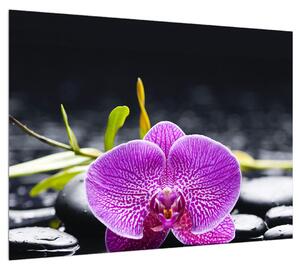 Obraz orchidee (70x50 cm)