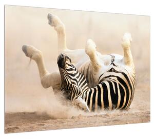 Obraz ležiacej zebry (70x50 cm)
