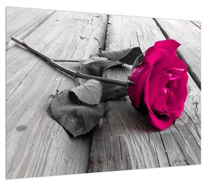 Obraz ružovej ruže (70x50 cm)