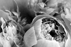 Obraz čiernobiele lupienky kvetu