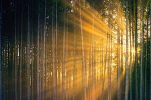 Fototapeta slnko za stromami
