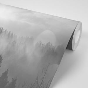 Samolepiaca fototapeta čiernobiela hmla nad lesom