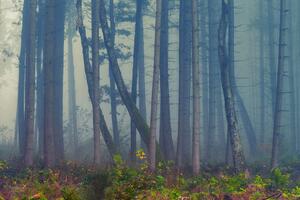Fototapeta tajomný les