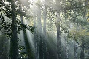 Fototapeta slnečné lúče v hmlistom lese