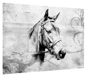 Obraz - portrét koňa (70x50 cm)