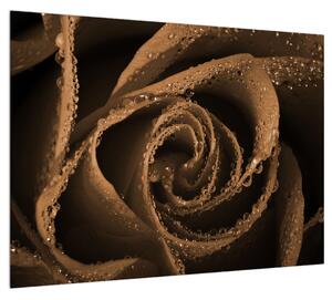 Obraz ruže s kvapkami (70x50 cm)