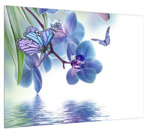 Obraz motýľa na kvetoch orchidee (70x50 cm)