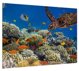 Obraz podmorského sveta (70x50 cm)