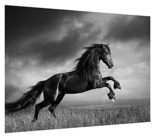 Čiernobiely obraz koňa (70x50 cm)