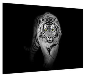 Čiernobiely obraz tigra (70x50 cm)