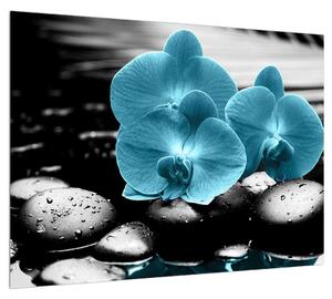 Obraz modrých kvetov orchidee (70x50 cm)