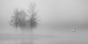 Obraz stromy v hmle v čiernobielom prevedení