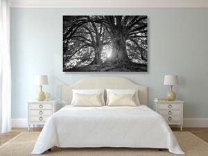 Obraz čiernobiele majestátne stromy