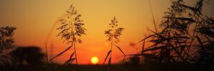 Obraz steblá trávy pri západe slnka