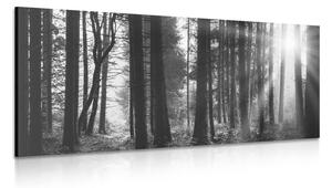 Obraz les zaliaty slnkom v čiernobielom prevedení
