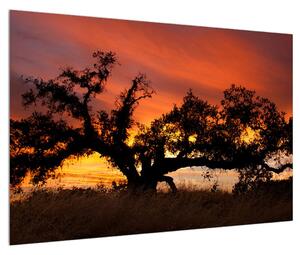 Romantický obraz stromu (90x60 cm)