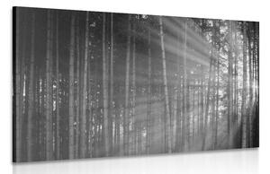 Obraz slnko za stromami v čiernobielom prevedení
