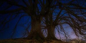 Obraz stromy v nočnej krajine