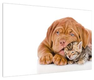 Obraz psa s mačiatkom (90x60 cm)
