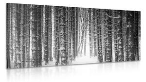 Obraz les zahalený snehom v čiernobielom prevedení