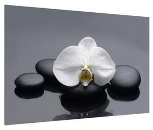 Obraz orchidee (90x60 cm)