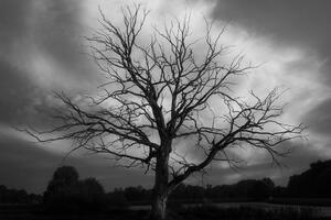 Obraz čiernobiely strom na lúke