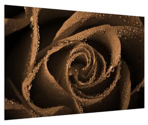 Obraz ruže s kvapkami (90x60 cm)
