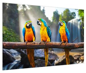 Obraz papagájov (90x60 cm)