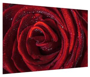 Obraz červenej ruže (90x60 cm)