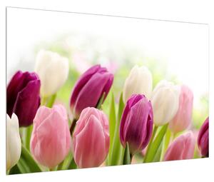 Obraz pučiacich tulipánov (90x60 cm)