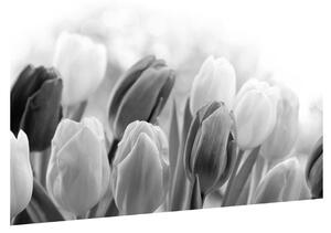 Čiernobiely obraz pučiacich tulipánov (90x60 cm)