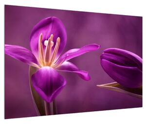 Obraz fialového kvetu (90x60 cm)