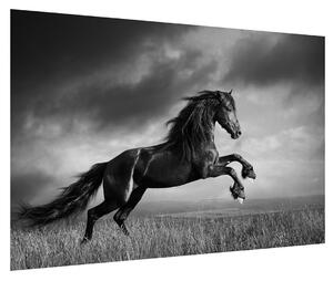 Čiernobiely obraz koňa (90x60 cm)