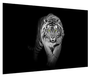 Čiernobiely obraz tigra (90x60 cm)