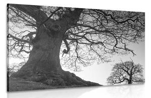 Obraz symbióza stromov v čiernobielom prevedení