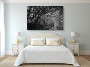 Obraz čiernobiely les