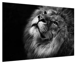 Čiernobiely obraz leva (90x60 cm)