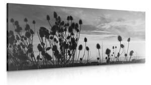 Obraz steblá trávy na poli v čiernobielom prevedení