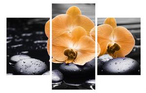 Obraz orchidee (90x60 cm)