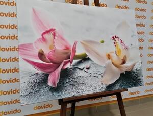Obraz dva farebné kvety orchidey