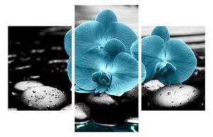 Obraz modrých kvetov orchidee (90x60 cm)