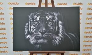Obraz tiger v čiernobielom prevedení