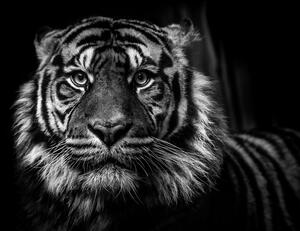 Obraz tiger v čiernobielom prevedení