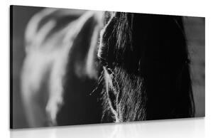 Obraz majestátny kôň v čiernobielom prevedení