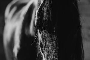 Obraz majestátny kôň v čiernobielom prevedení